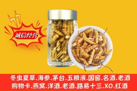 海南乐东县回收散虫草